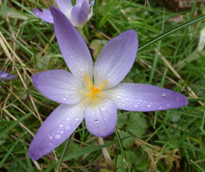 About crocuses...