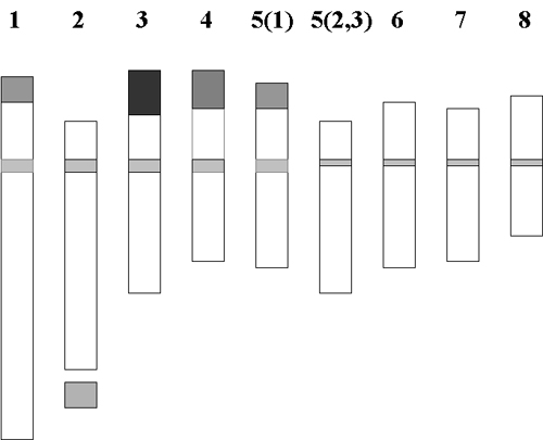 Modified with authorisation from Agayev, Y.M. 2002, Cytologia 67, 245