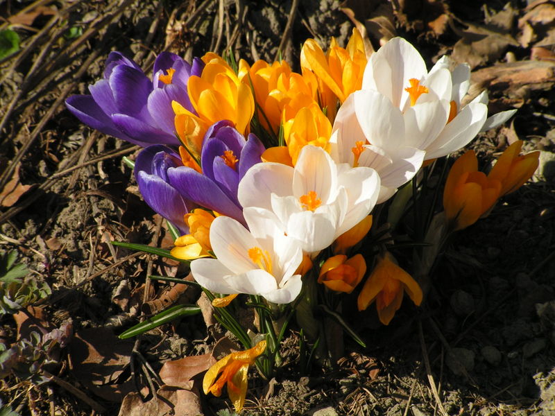 Crocus cultivars