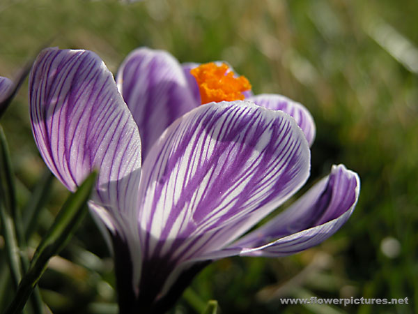 Crocuses nurseries