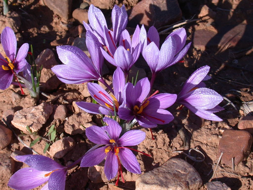 Saffron of La-Mancha