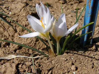 C. biflorus