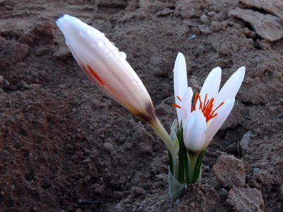 C. fleischeri