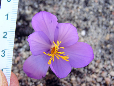 C. nudiflorus