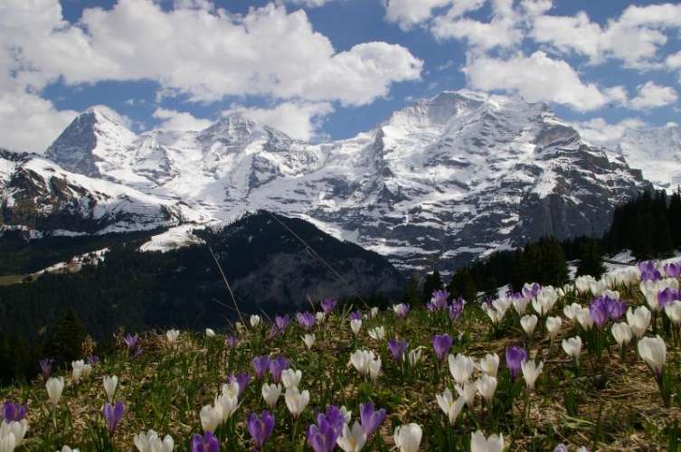 Crocus in the European Alpes