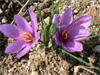 Safranbolu saffron